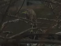 Geelkruinkwak [Nyctanassa violacea]